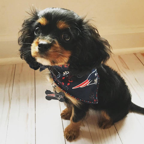 New England Patriots Dog Bandana